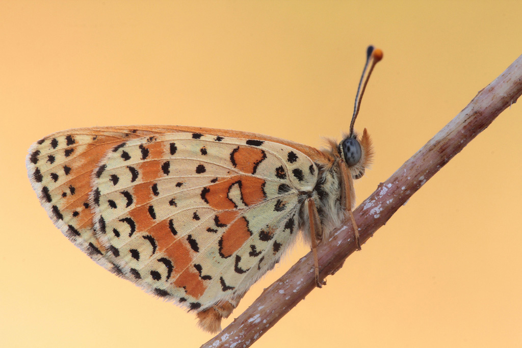 ...Farfalla Anch'Io...!!!