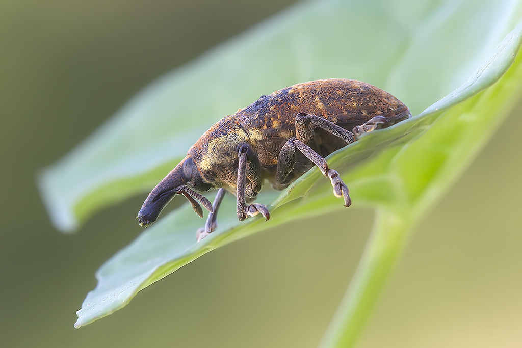 ornitoringo in miniatura