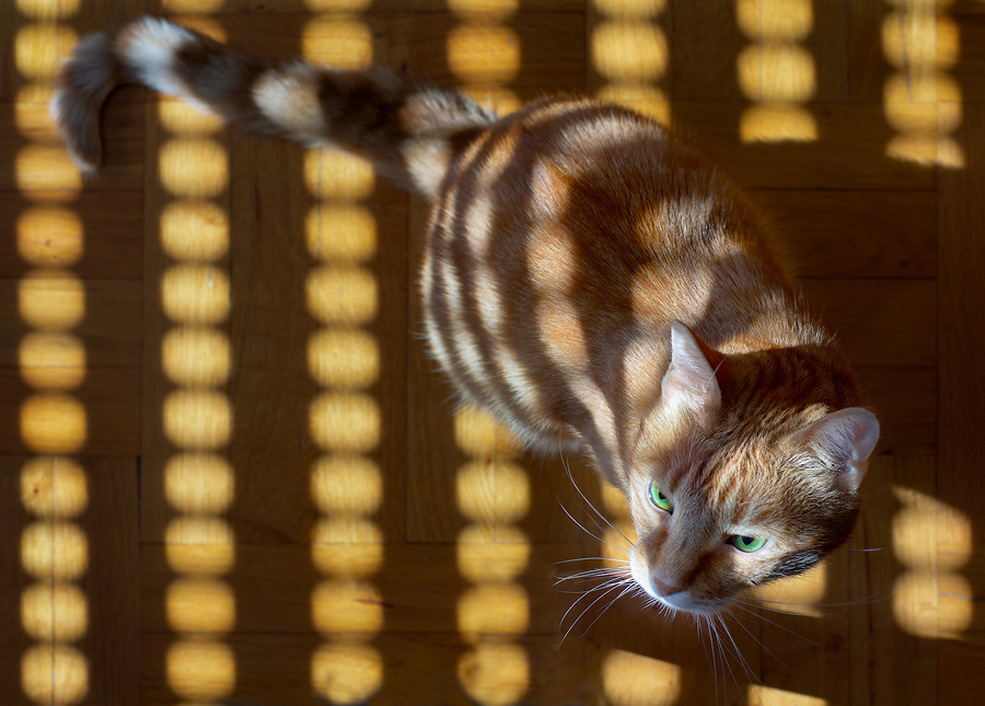 dove c'� un raggio di sole c'� un gatto