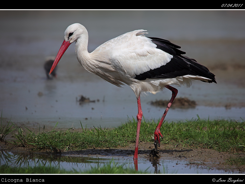 Cicogna Bianca # 5