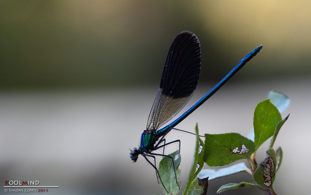 Calopteryx in ombra