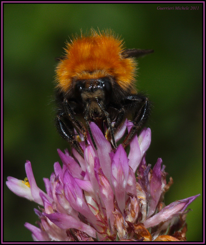Ei che guardi....cerchi rogna?