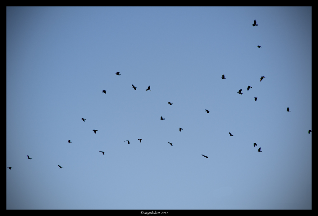 i corvi disegnano il cielo