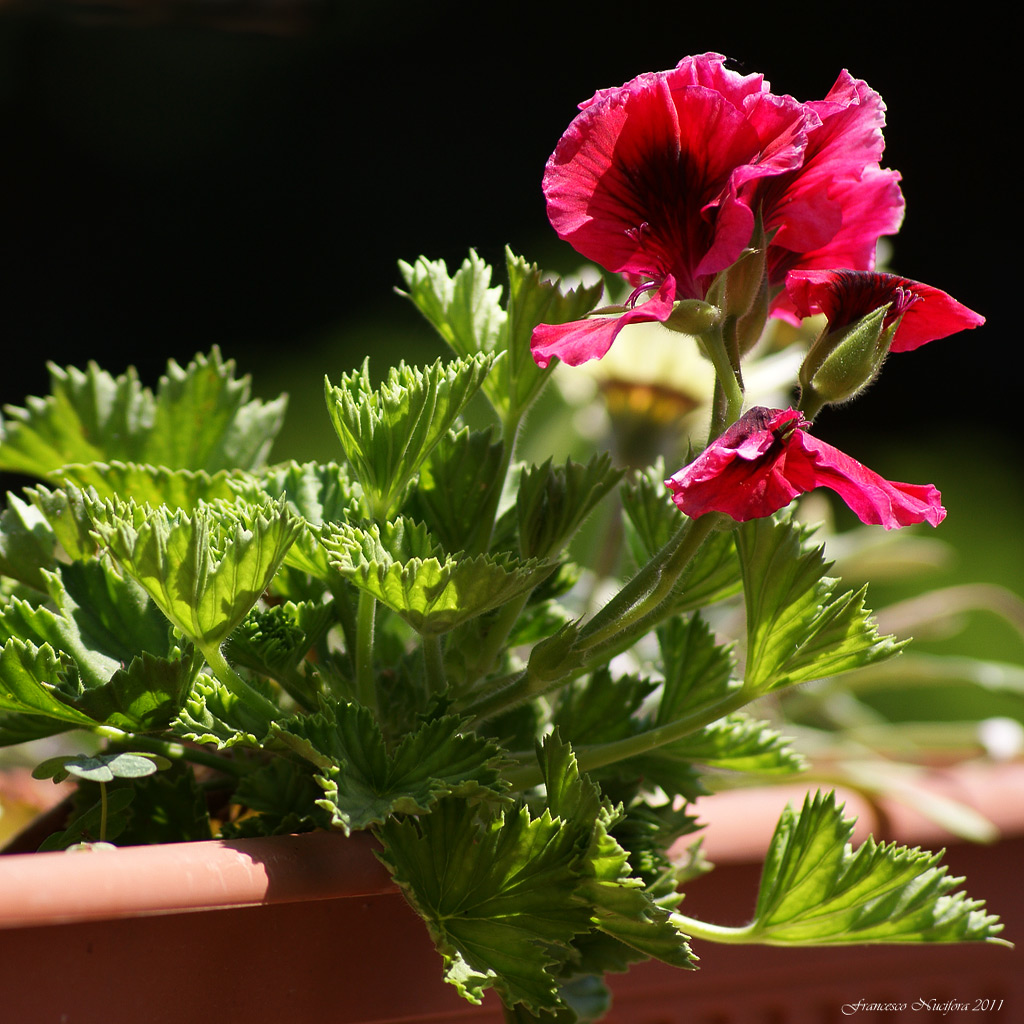 Come natura crea ...