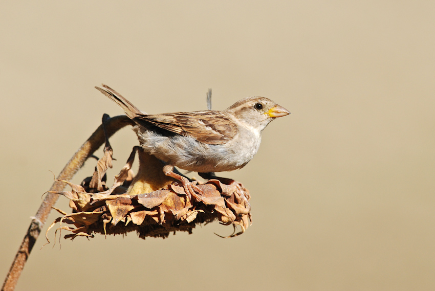 Monocromatismo ferragostiano