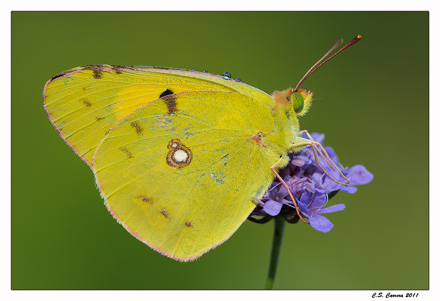 Colias crocea