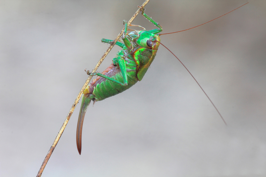 ...Dispettoso E Poco Disponibile...!!!