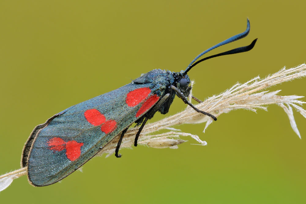 Zygaena filipendulae