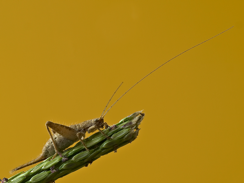 cavalletta....coda di topo...