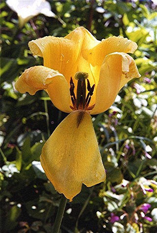 TULIPANO SFIORITO  Copyright 2003  Fiumana Carlo