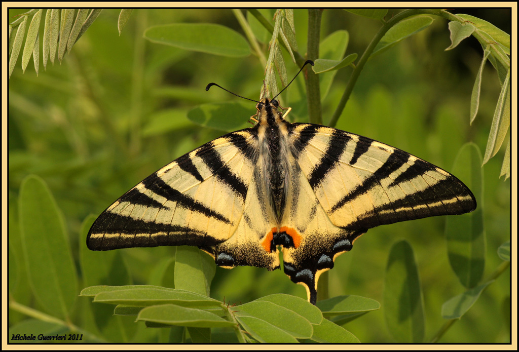 Iphiclides podalirius