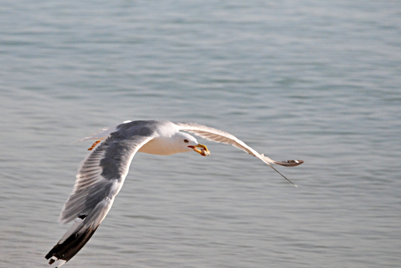 Ho preso un granchio !