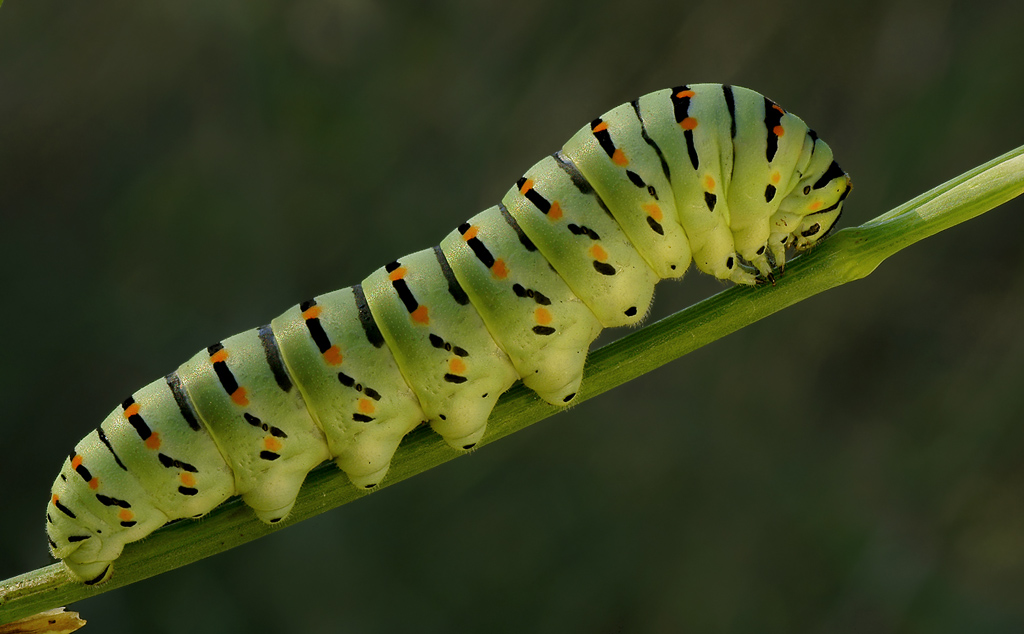 Macaone, bruco prima di diventare crisalide