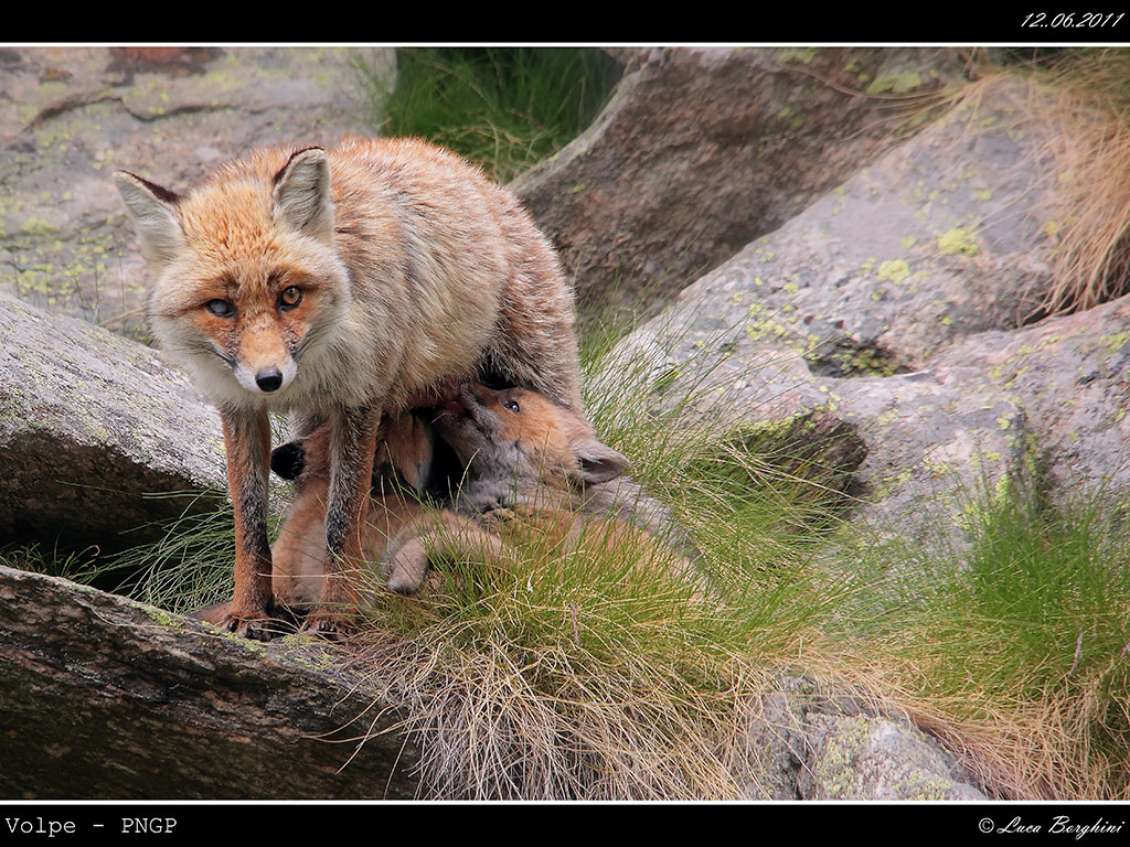 Volpe # 9 - allattamento
