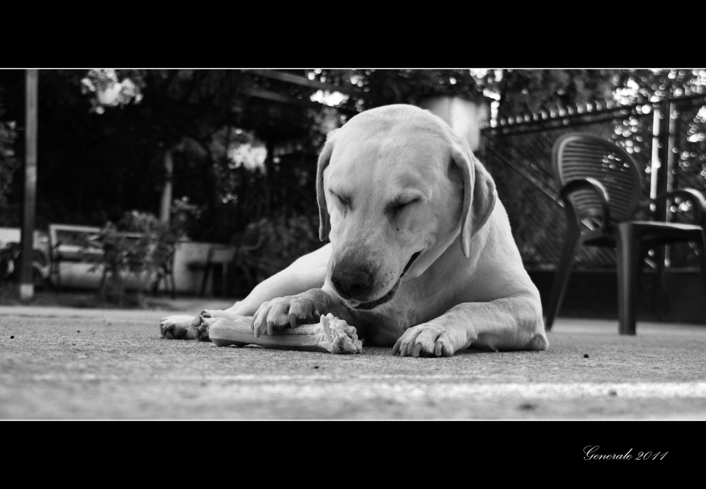 Daisy, l'osso e la stancheza