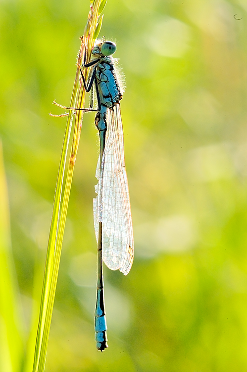 Libellula in controluce