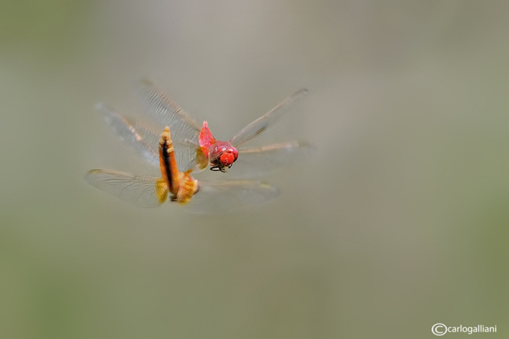 Corteggiamento in volo