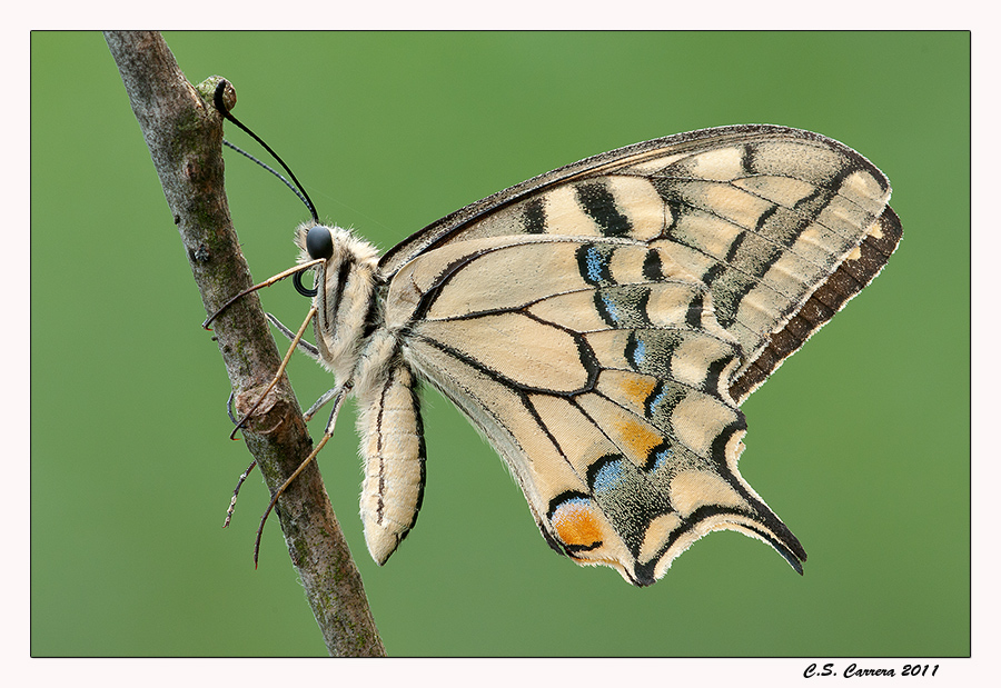 Sul ramo ...... in libert�.