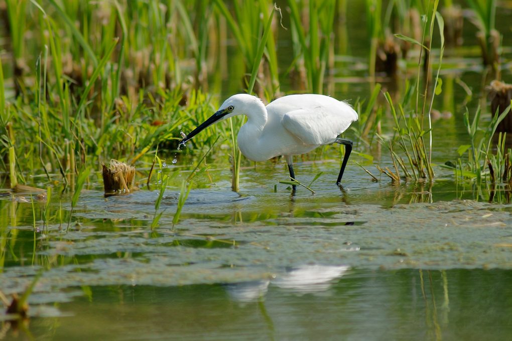 Garzetta con pesciolino
