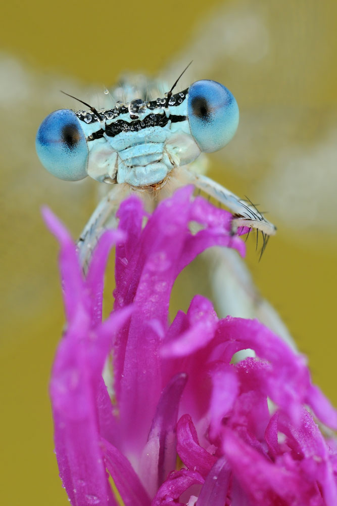 Platycnemis pennipes