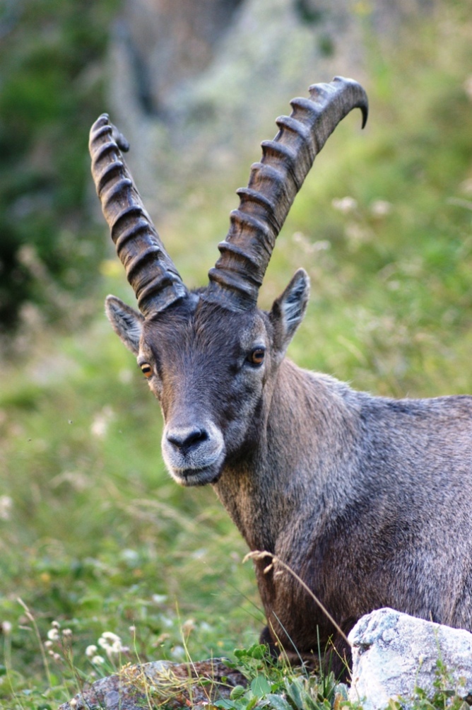 Lo stambecco,il re delle Alpi