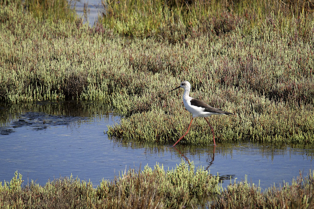 Cavaliere in liberta'!