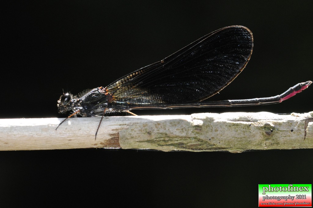 libellula