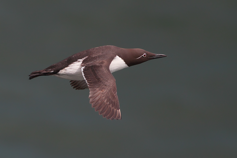 URIA DALLE REDINI.........