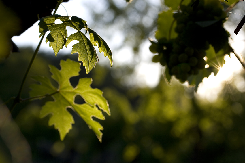 LeUltimeOmbreDellaSera