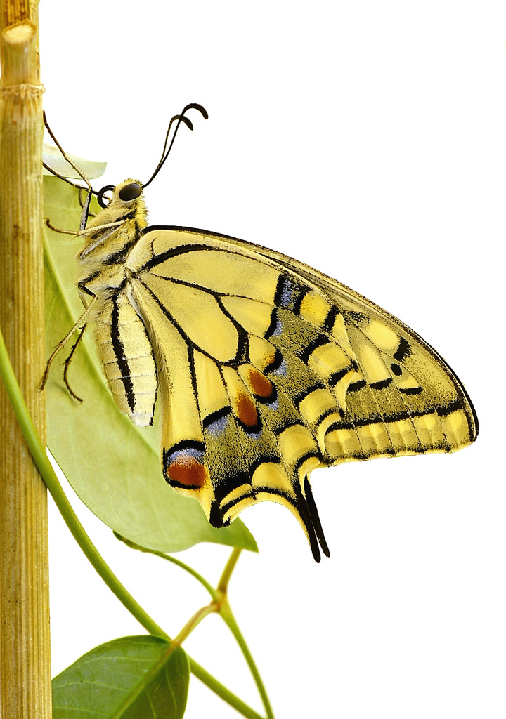 Eccolo, fuori dalla crisalide...Papilio Machaon