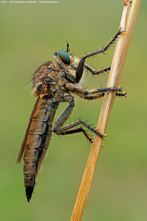Asilidae s.p