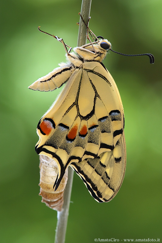 Papilio machaon - stesura ali