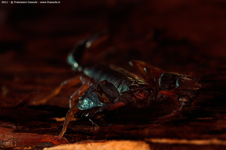 Scorpiones C. L. Koch, 1837