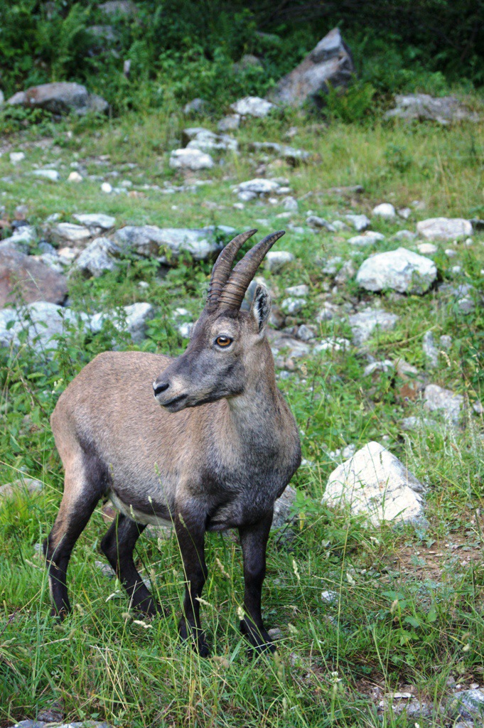 Capra Ibex (Stambecco delle Alpi)
