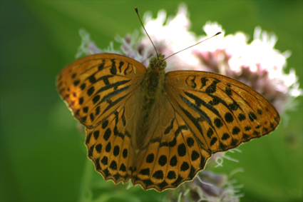 farfalla di camaldoli