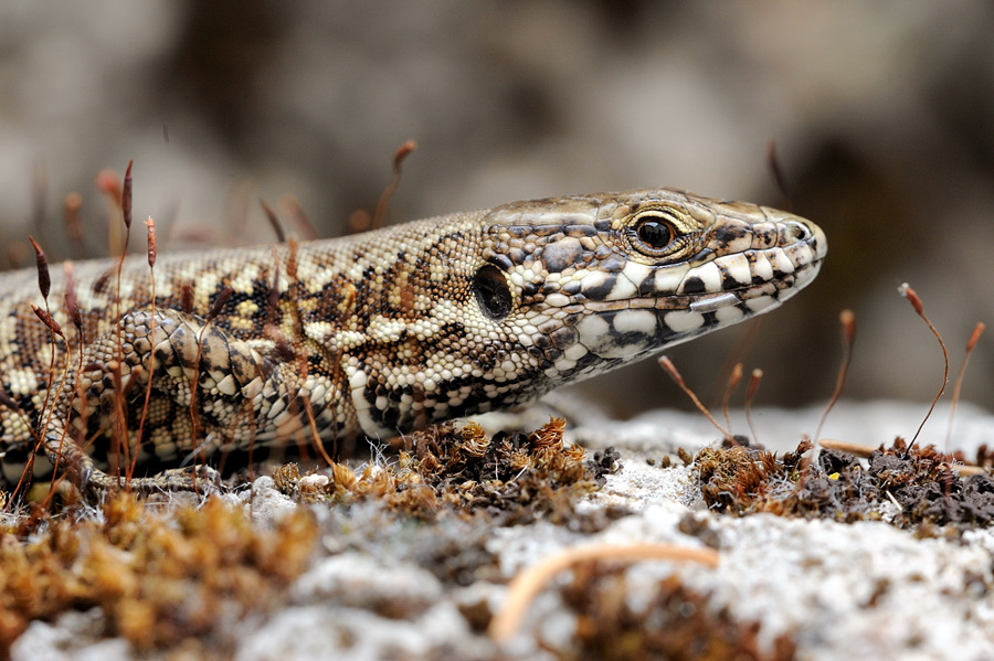 Una semplice lucertola