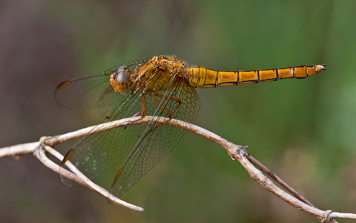 Orthetrum coerulescens