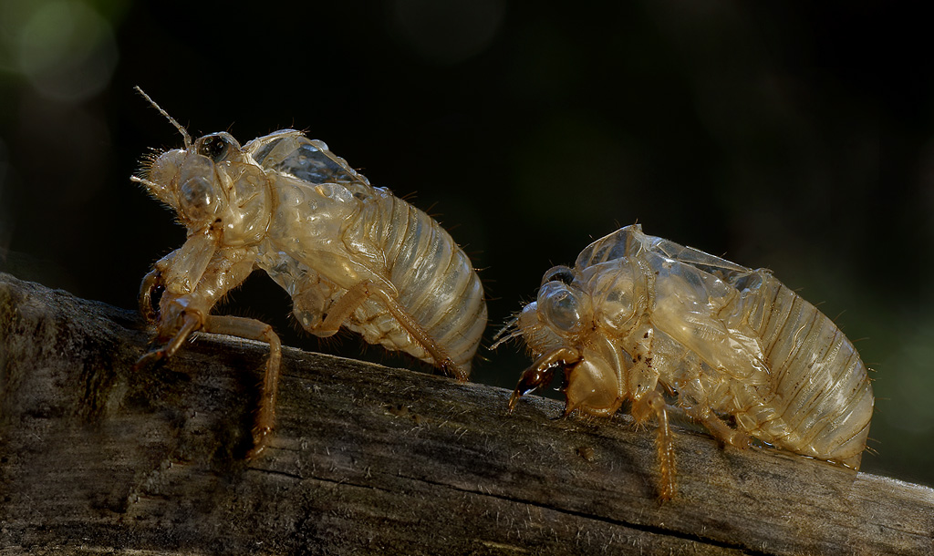 Exuvie di cicala