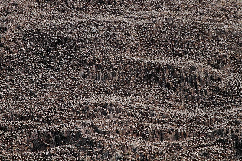 SULE A BASS ROCK........