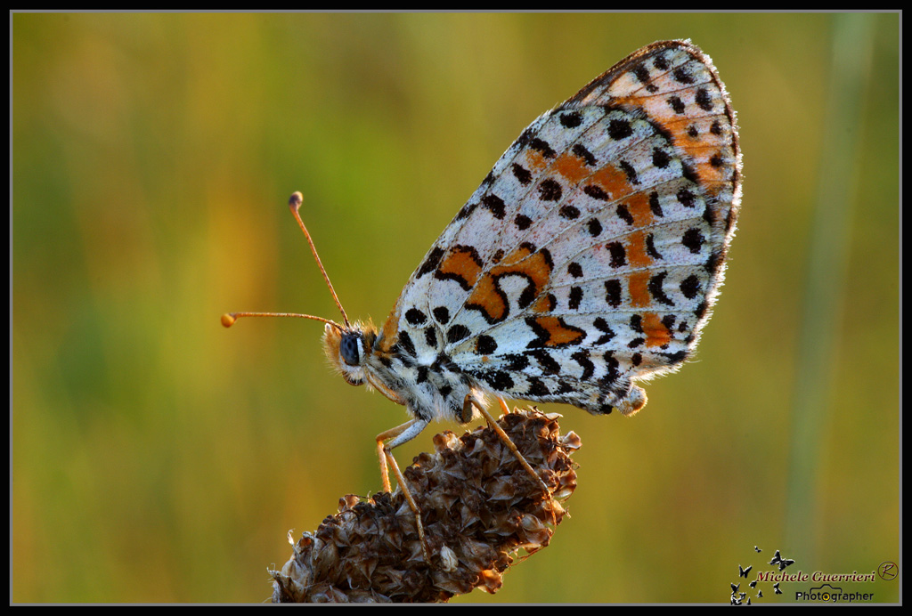 Melitaea didyma