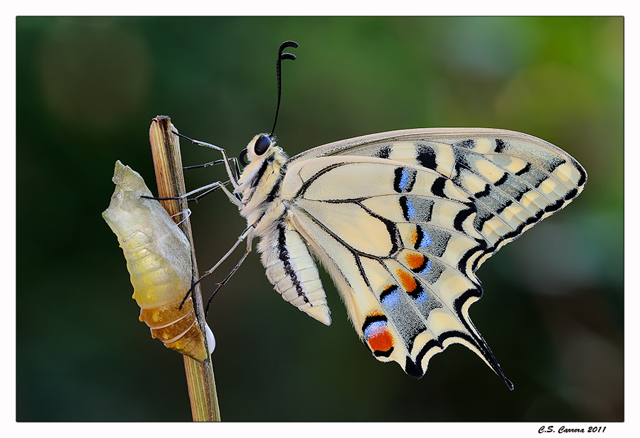 Nascere in libert�