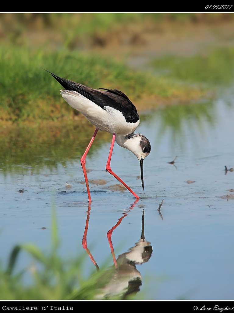 Cavaliere d'Italia # 9