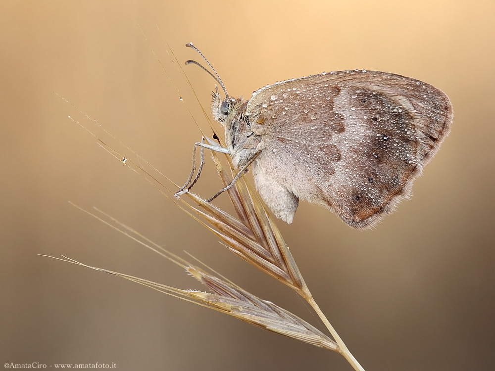 Coenonympha pamphilus (Linnaeus, 1758)