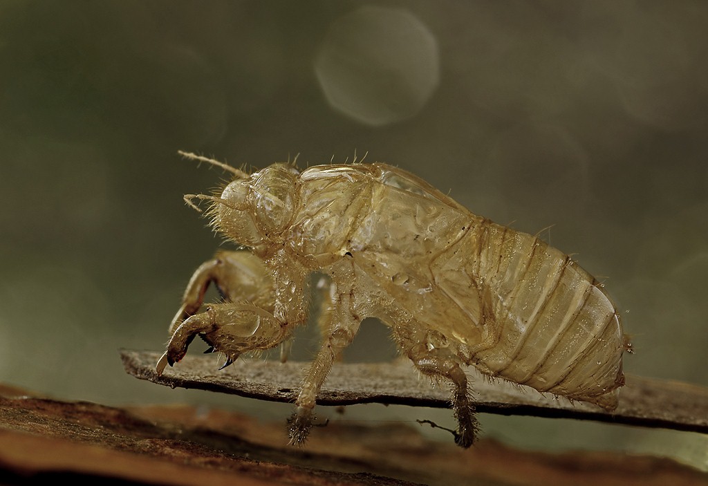 Exuvia di cicala