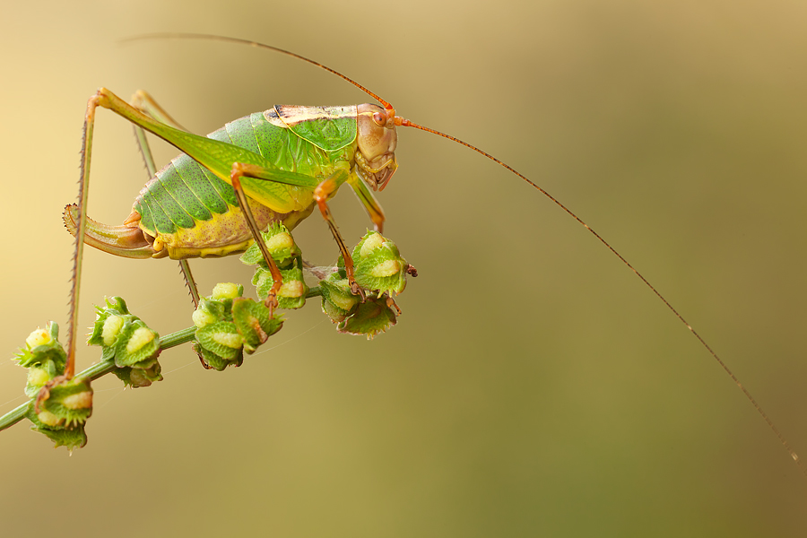 ...prima del salto...