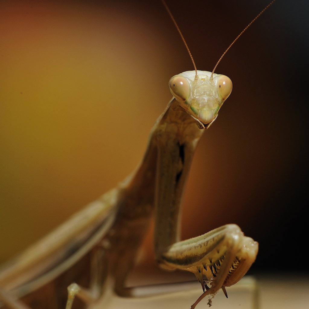 Ritratto della Madre Badessa in preghiera....