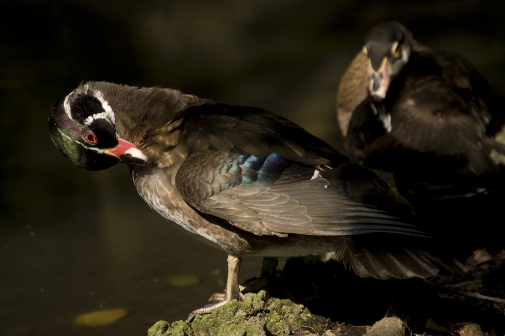 Una raggio si sole...