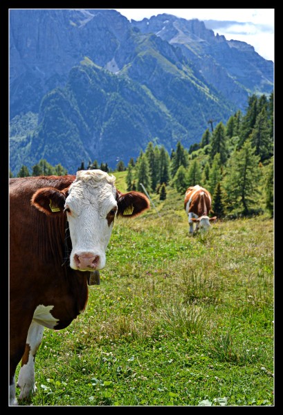 Cos'hai da guardare??