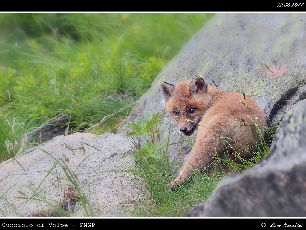 Volpe # 10  - cucciolo