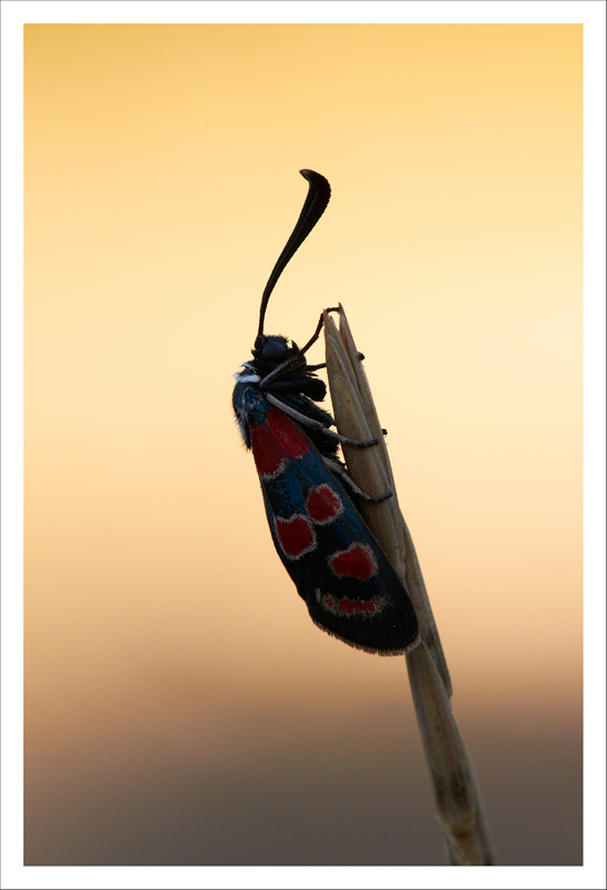 Zygaena